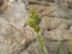 Carex subfusca