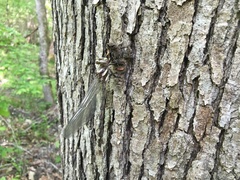 Cordulegaster obliqua