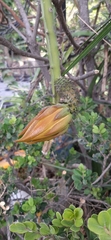 Selenicereus hamatus