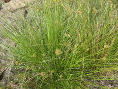 Carex subfusca