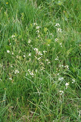 Arabidopsis halleri