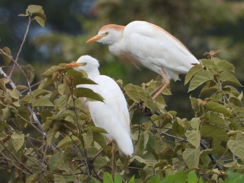 iNaturalist image