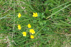 Ranunculus montanus
