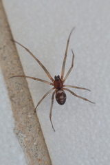 Steatoda grossa