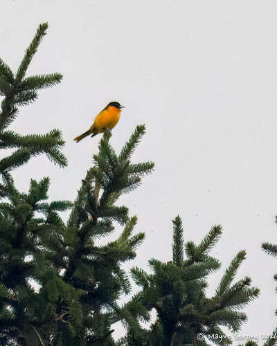Baltimore Oriole