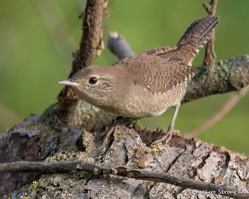 Northern House Wren
