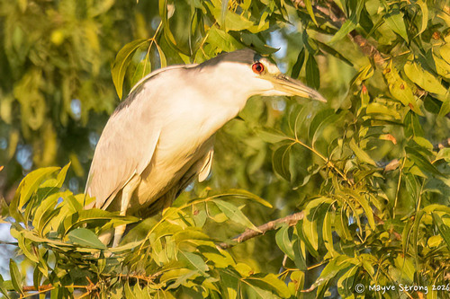 iNaturalist image