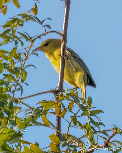 Orchard Oriole