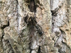 Gomphaeschna antilope