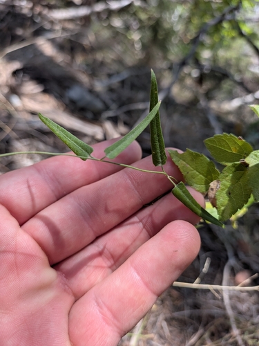 Funastrum crispum