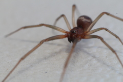 Steatoda grossa