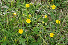 Potentilla crantzii
