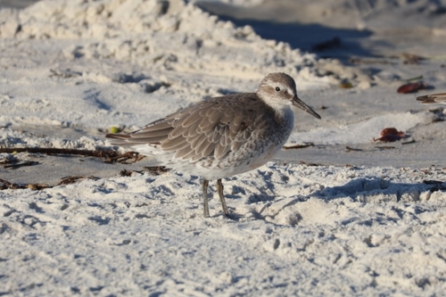 iNaturalist image