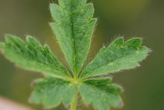 Potentilla crantzii