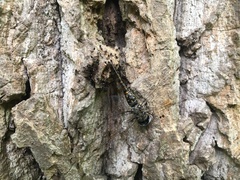 Gomphaeschna antilope