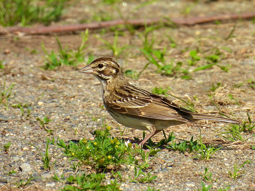 Lark Sparrow