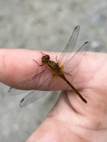Autumn Meadowhawk