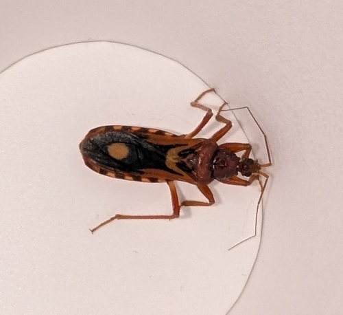 Western Corsair Bug