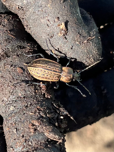 Meander Ground Beetle