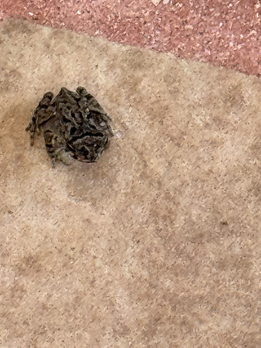 Rhinella marina observed 2026-09-09