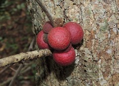 Disholcaspis globosa