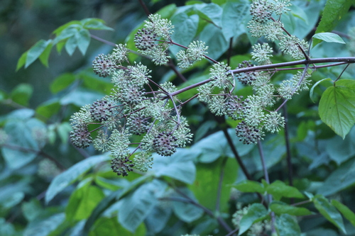 Aralia californica, photograph 5