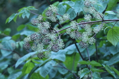 Aralia californica, photograph (c) er-birds, some rights reserved (CC BY)