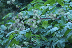 Aralia californica, photograph (c) er-birds, some rights reserved (CC BY)