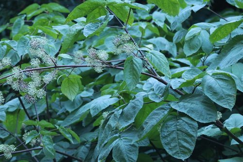 Aralia californica, photograph 4