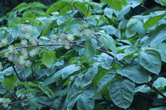 Aralia californica, photograph (c) er-birds, some rights reserved (CC BY)