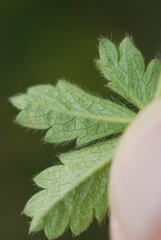 Potentilla crantzii
