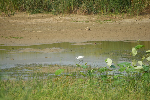 iNaturalist image