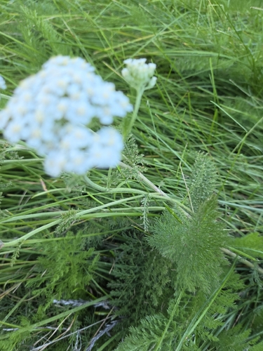 iNaturalist observation photo of common yarrow