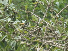 Pyrrhura hoffmanni