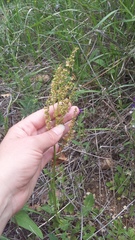 Rumex tuberosus