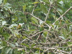 Pyrrhura hoffmanni