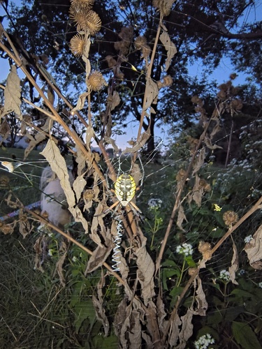 Yellow Garden Spider