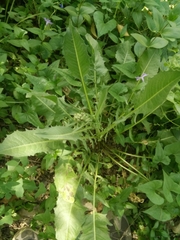 Crepis vesicaria taraxacifolia