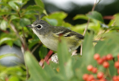 Blue-headed Vireo