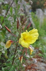 Oenothera rubricalyx