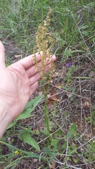 Rumex tuberosus