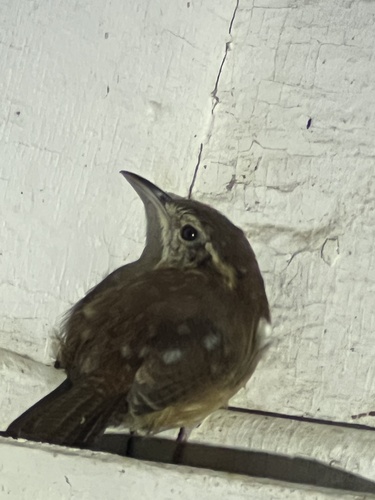 Carolina Wren