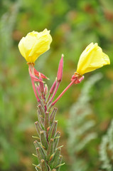 Oenothera rubricalyx