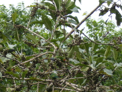 Pyrrhura hoffmanni