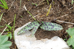 Dactylorhiza maculata