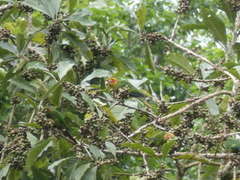 Pyrrhura hoffmanni