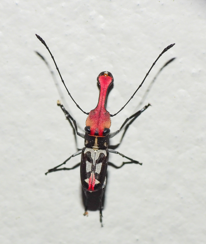 Systaltocerus