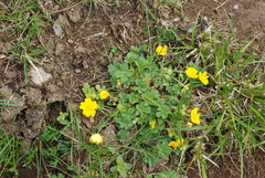 Potentilla crantzii