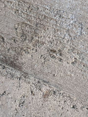 Linepithema humile
