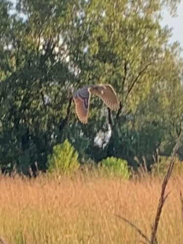 iNaturalist image